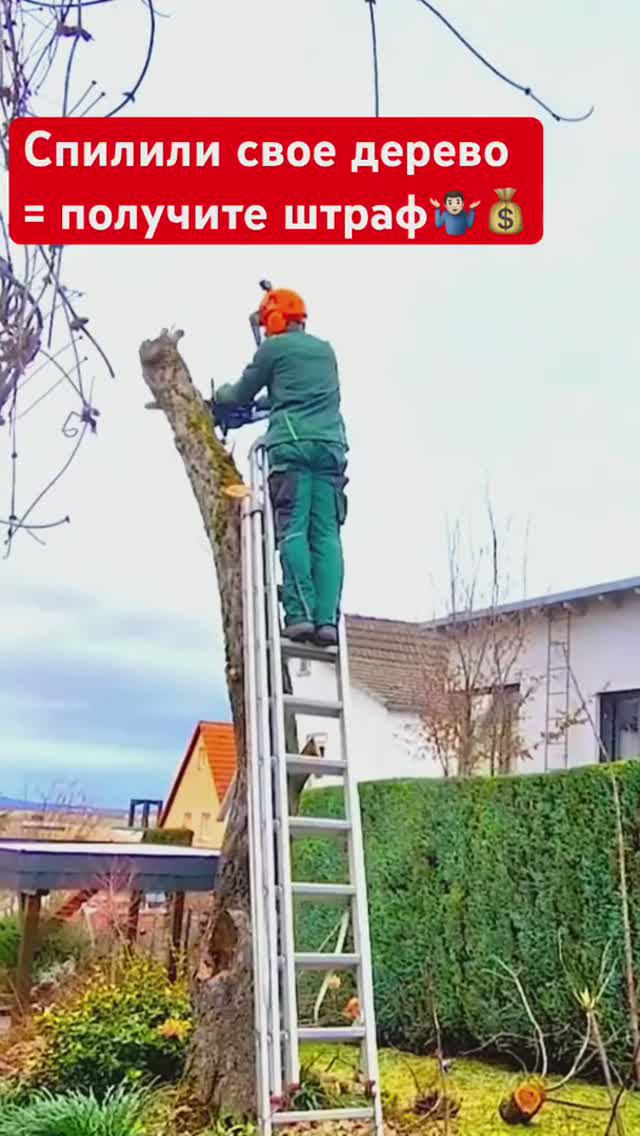 Как избавиться от дерева в саду и не получить штраф