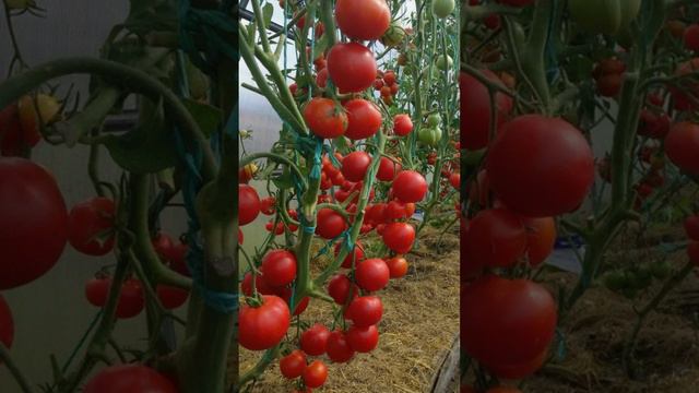 Сельская подкормка томатов, которая гарантирует большой урожай помидоров в 2024 году!