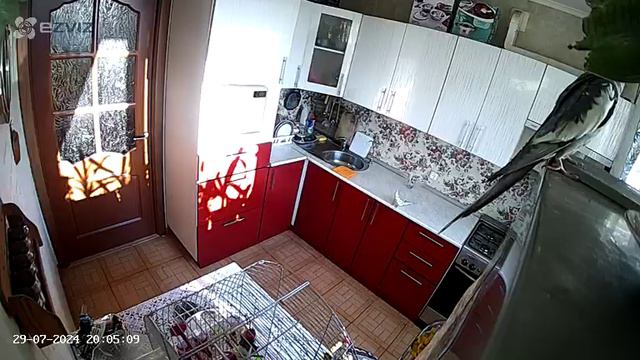 попугай карелла .mp4