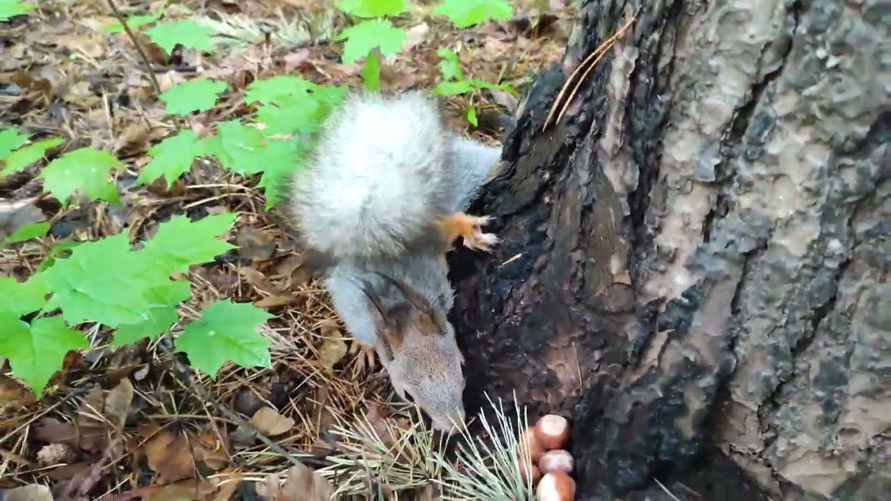 Две белки никак не поделят орехи.  Каждая хочет прятать