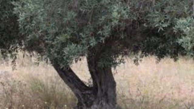 Plantes Et Porte Bonheur : Instant D'Antan