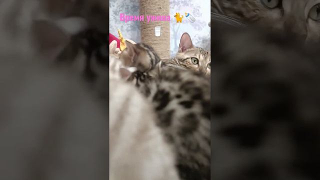бенгальские котята кушают