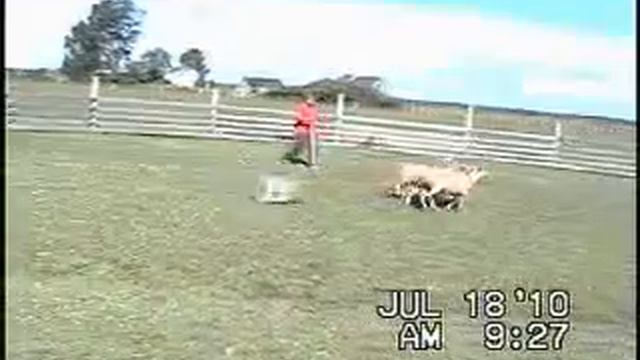 Mischief - Herding Adventure July 18/10