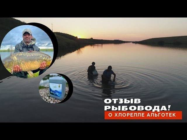 Рыбоводам нужна хлорелла! Отзыв о применении хлореллы Альготек!