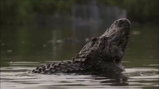 How a crocodile laying eggs? Incredible!