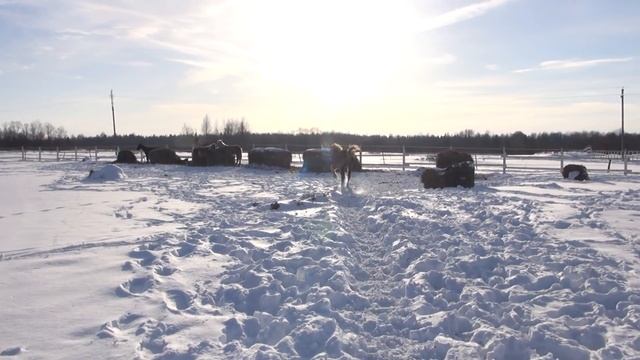 Отъём жеребят