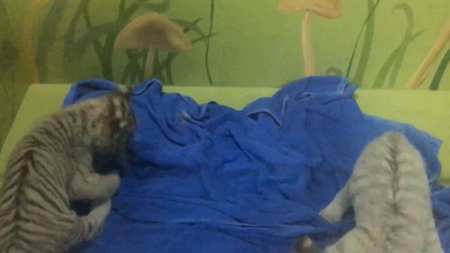 Tiger Cubs.As They Are Nursed In A Zoo\Тигрята.Как их выхаживают в зоопарке