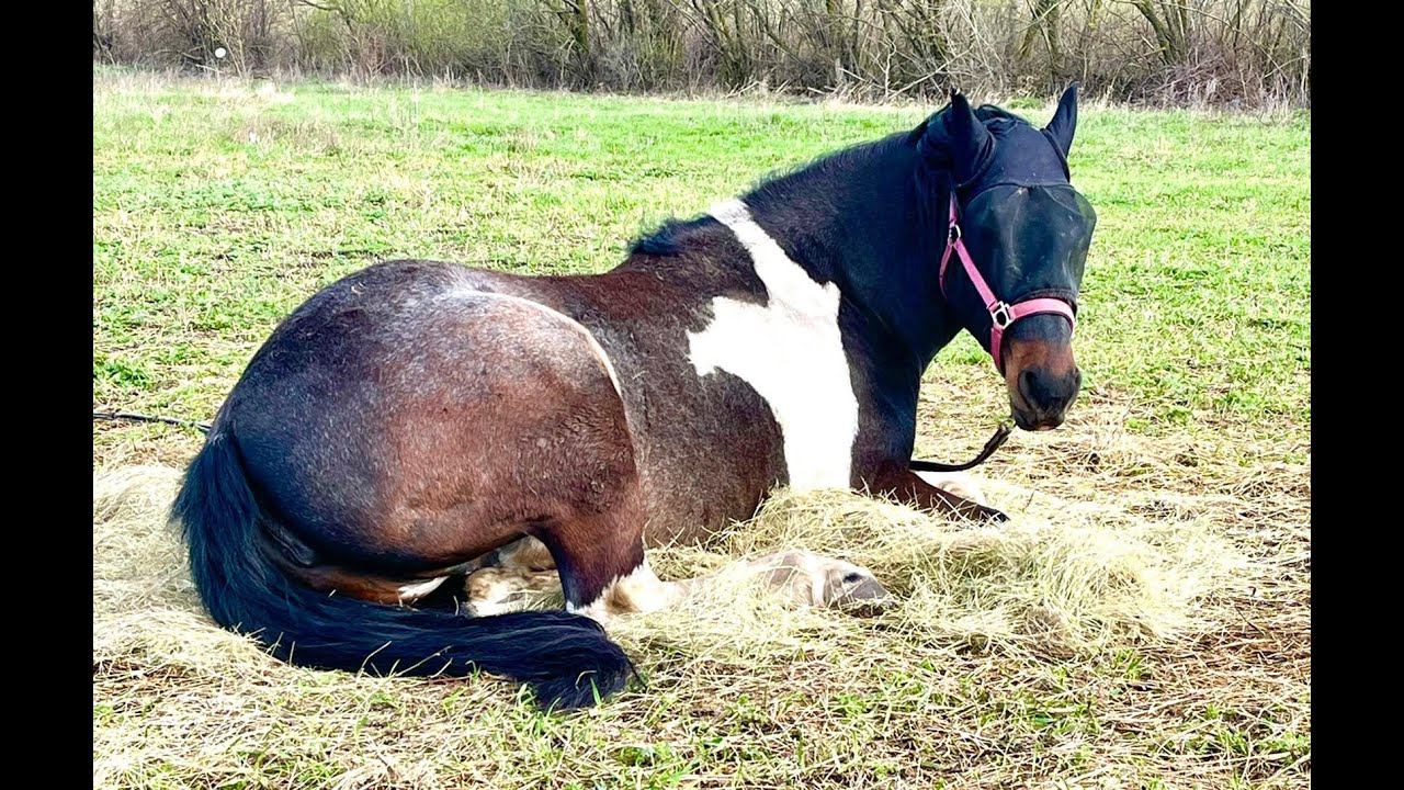 Купила кондиционер для гривы и хвоста Star Pony. Пробую вкусно пахнущую новинку