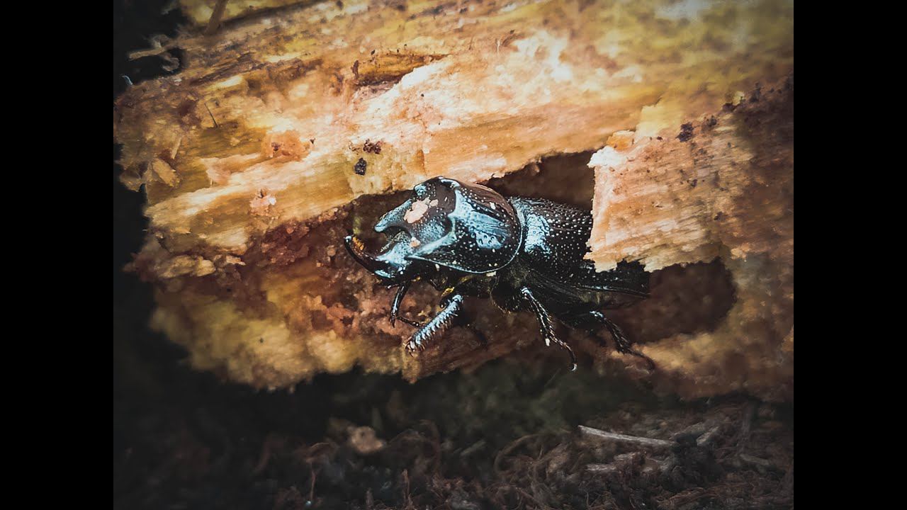 Sinodendron cylindricum. Рогач однорогий. Ловим в стволах деревьев.