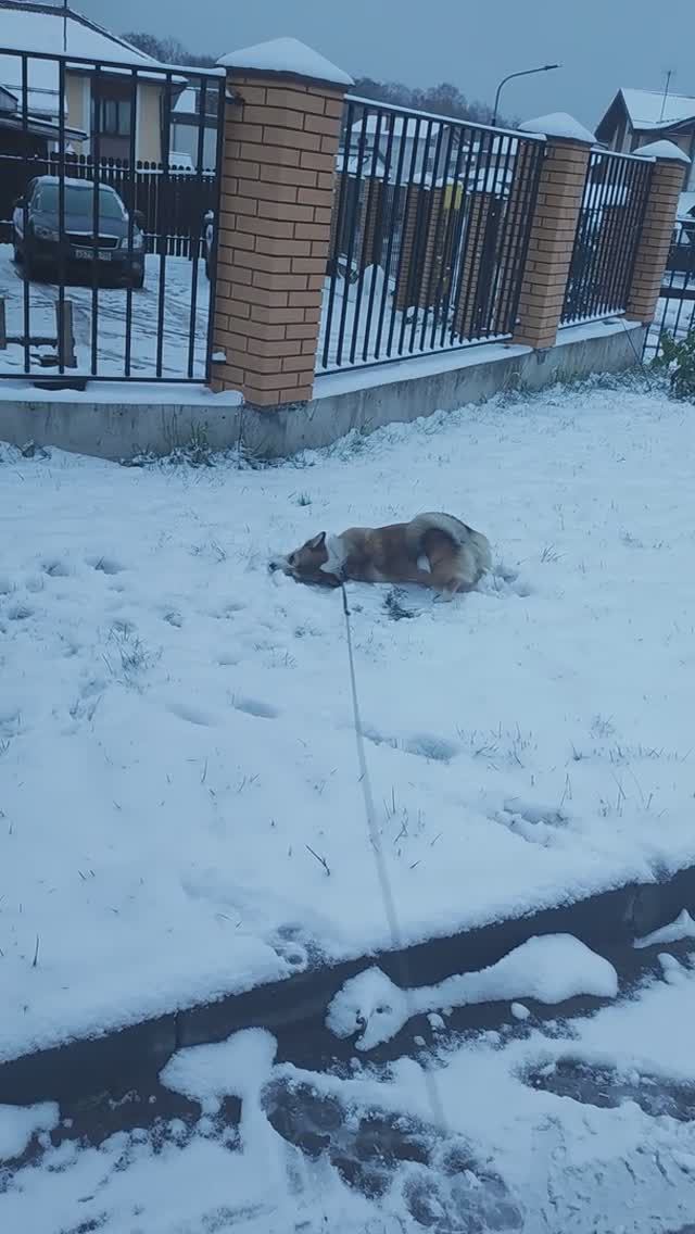 собака впервые в жизни видит снег