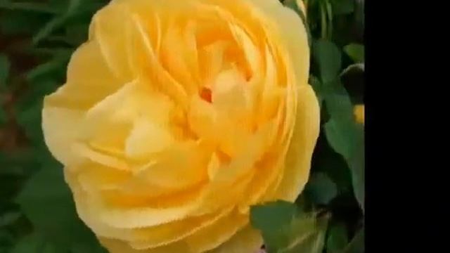 Самый красивый цветок в мире и красивая музыка для души