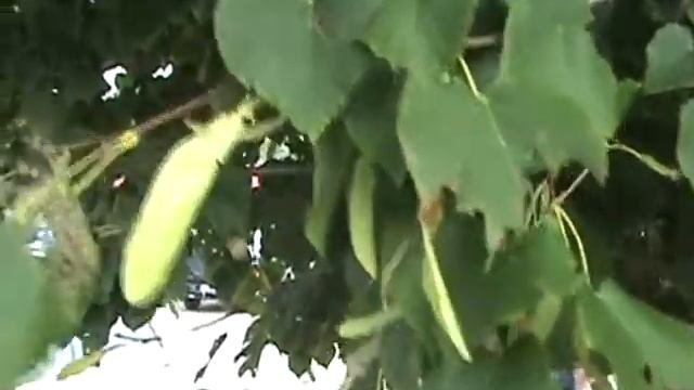 how to identify Tilia cordata