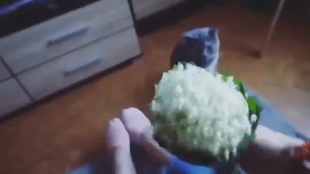 Острый репортаж   ШОК! девушка заставляет кошку нюхать  смотреть до конца жесть!!