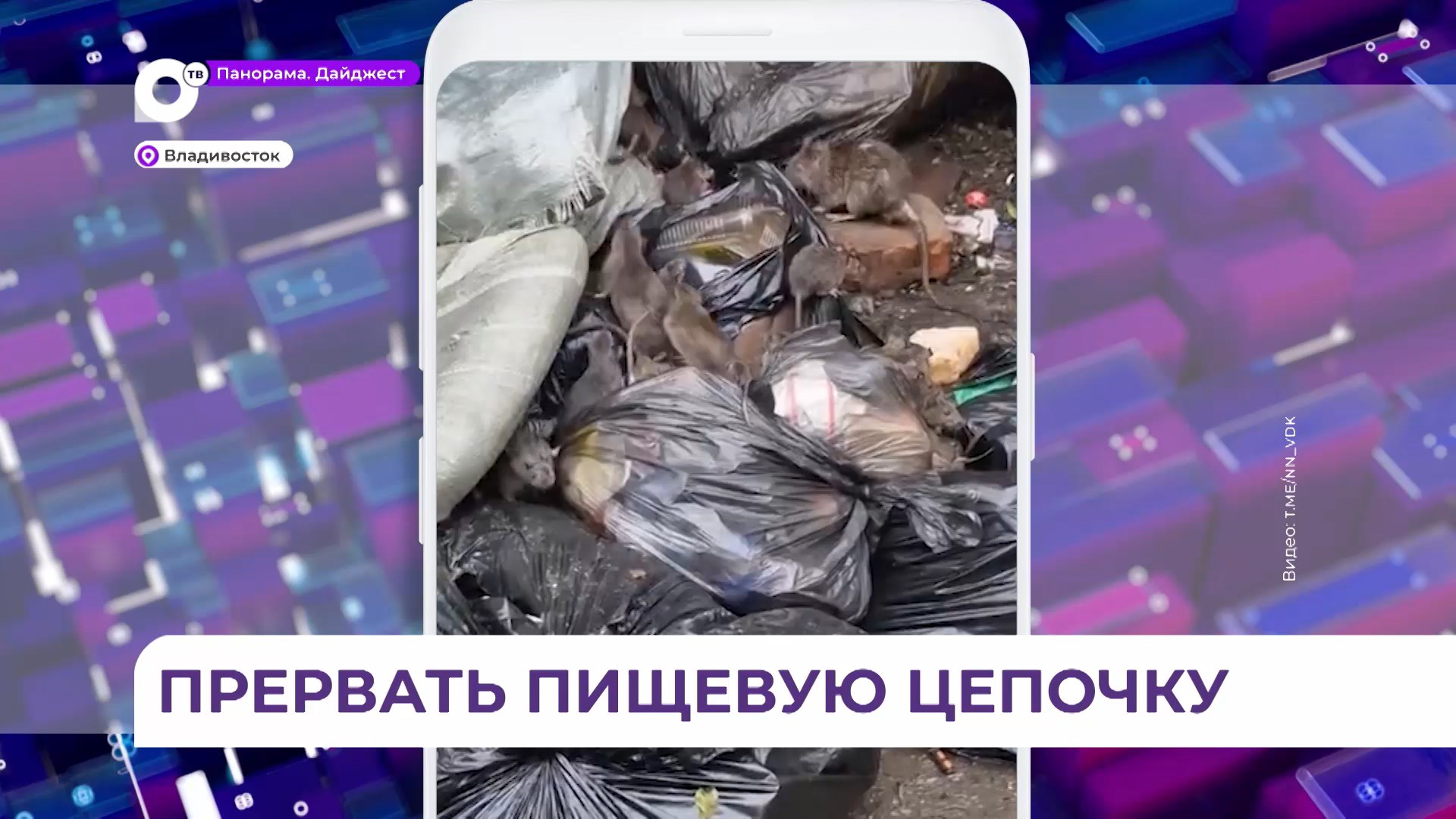 Улицу Адмирала Юмашева во Владивостоке атакуют полчища крыс