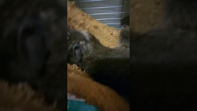 Белочки дегу спят на гамаке