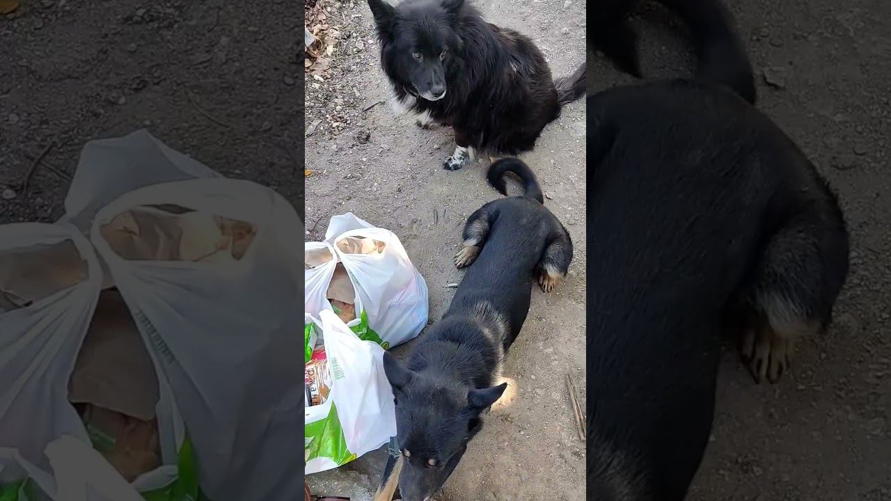 мои встречалкины) #виделивидео #моясобака #моипитомцы #doglover #кошкиндом #жизньвчастномдоме .