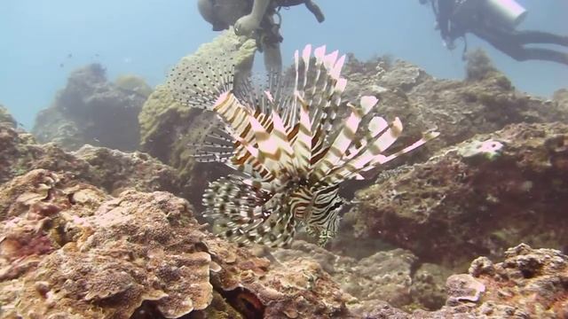 Крылатка Pterois volitans
