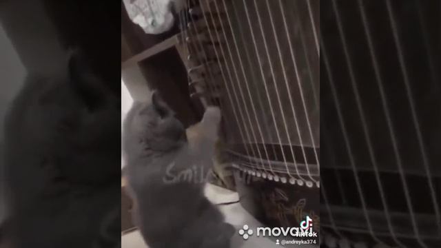 котик научился играть