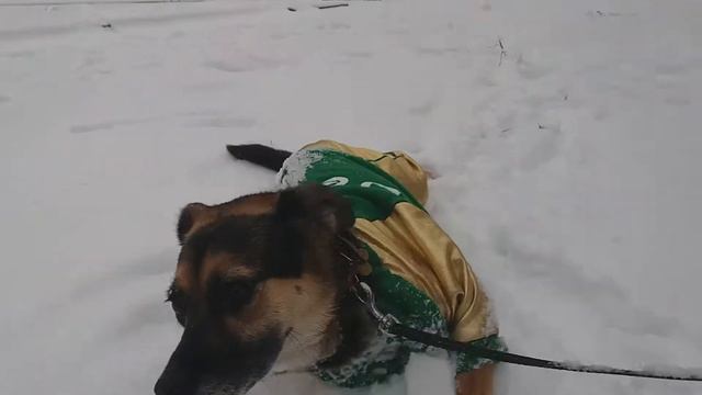 Прогулка с Белкой по зимнему парку