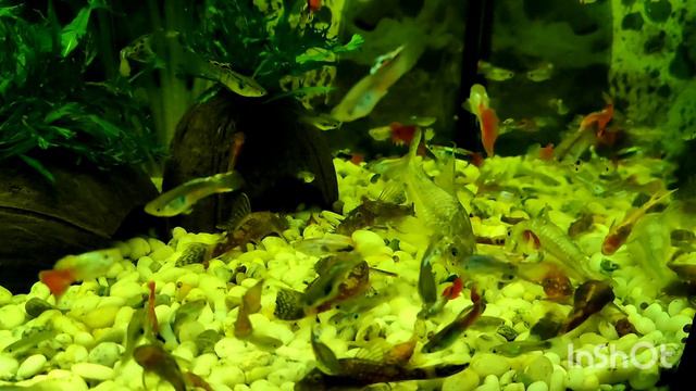 Крапчатые сомики коридорасы в аквариуме с самцами гуппи и леопардовыми анциструсами