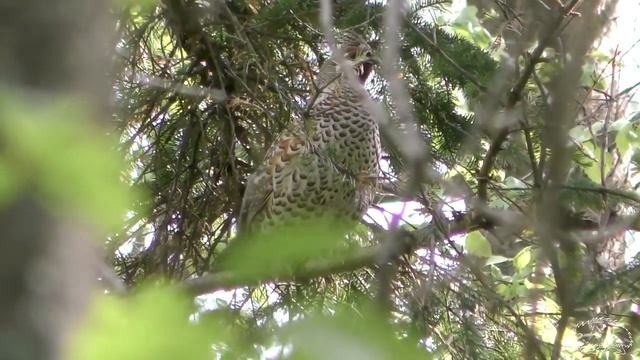 Рябчик зовёт/hazel Grouse Is Calling
