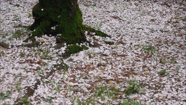 Сакура - вешний снег (2)