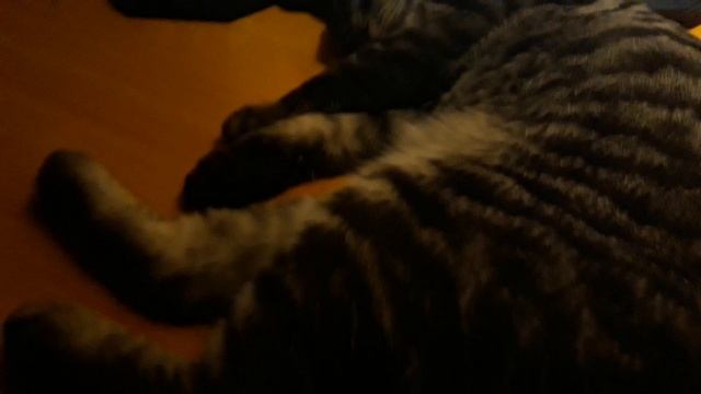 Сладкий сон котейки