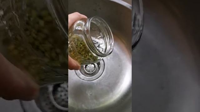 how to make mung bean sprouts / как прорастить бобы маша (бобы мунг)