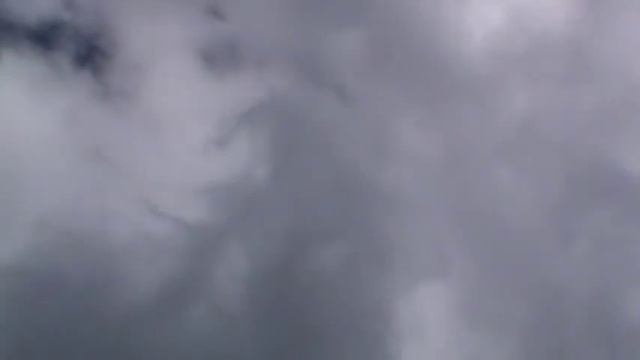 Ржевские ленточные Турманы.Startails pigeons