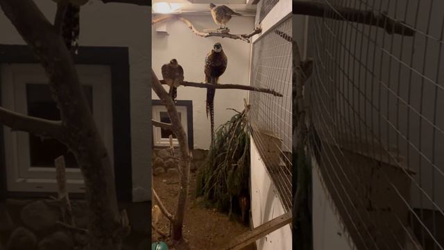 Королевский фазан в питомнике птиц «РЕЧНАЯ ДЕРЕВНЯ"