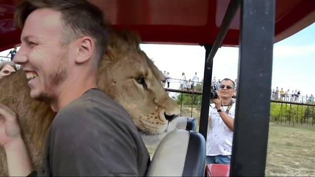 Верхом на ЛЬВЕ В АВТОБУС !!! Riding LEO TO THE BUS !!!