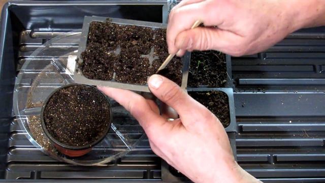 How to Start Asparagus & Strawberries with Germination Examples: Starting Vegetable Seeds Indoors