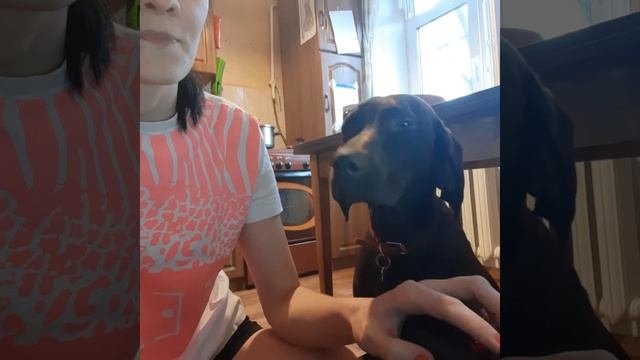 Курцхаар пристает