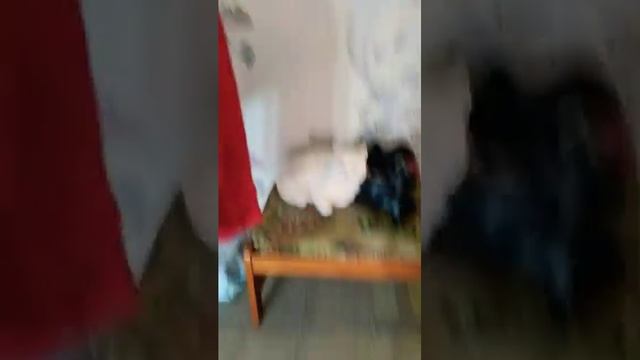 Бешеный кот-альбинос