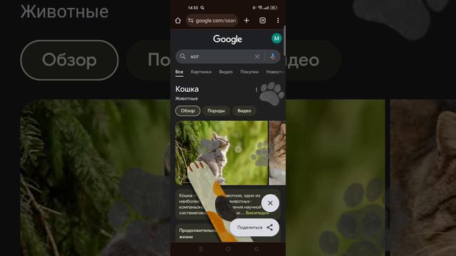 очень милая Фишка в Google про котов