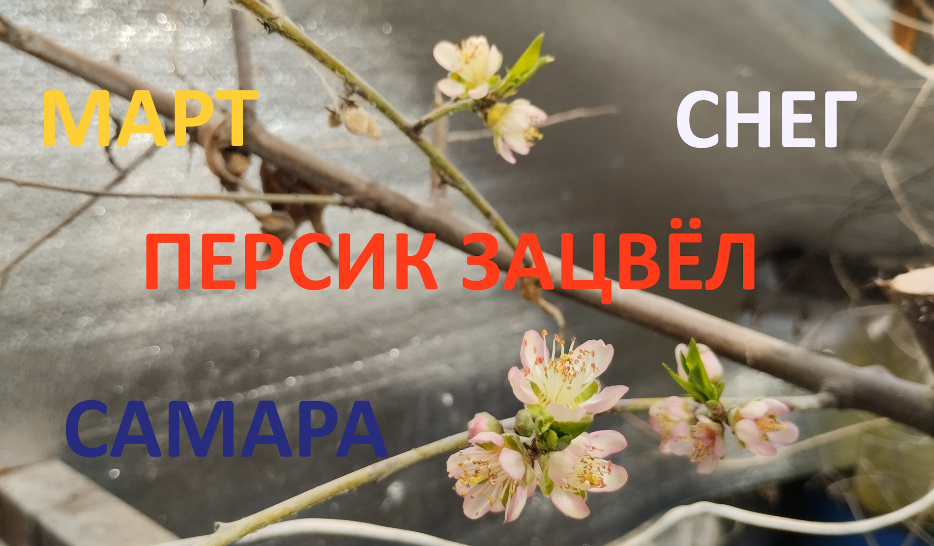 Персик цветет, март, снег, Самара