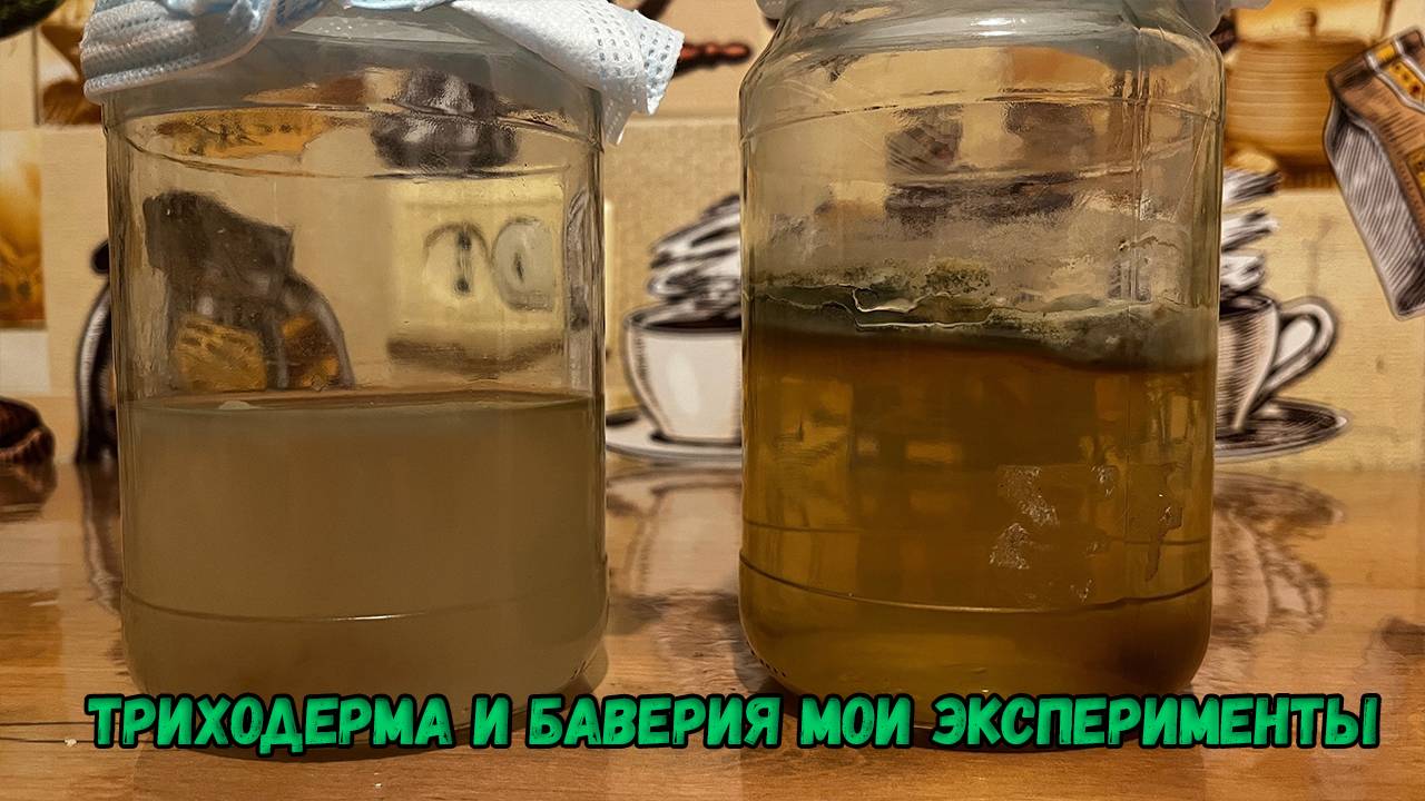 Триходерма и боверия мои эксперименты