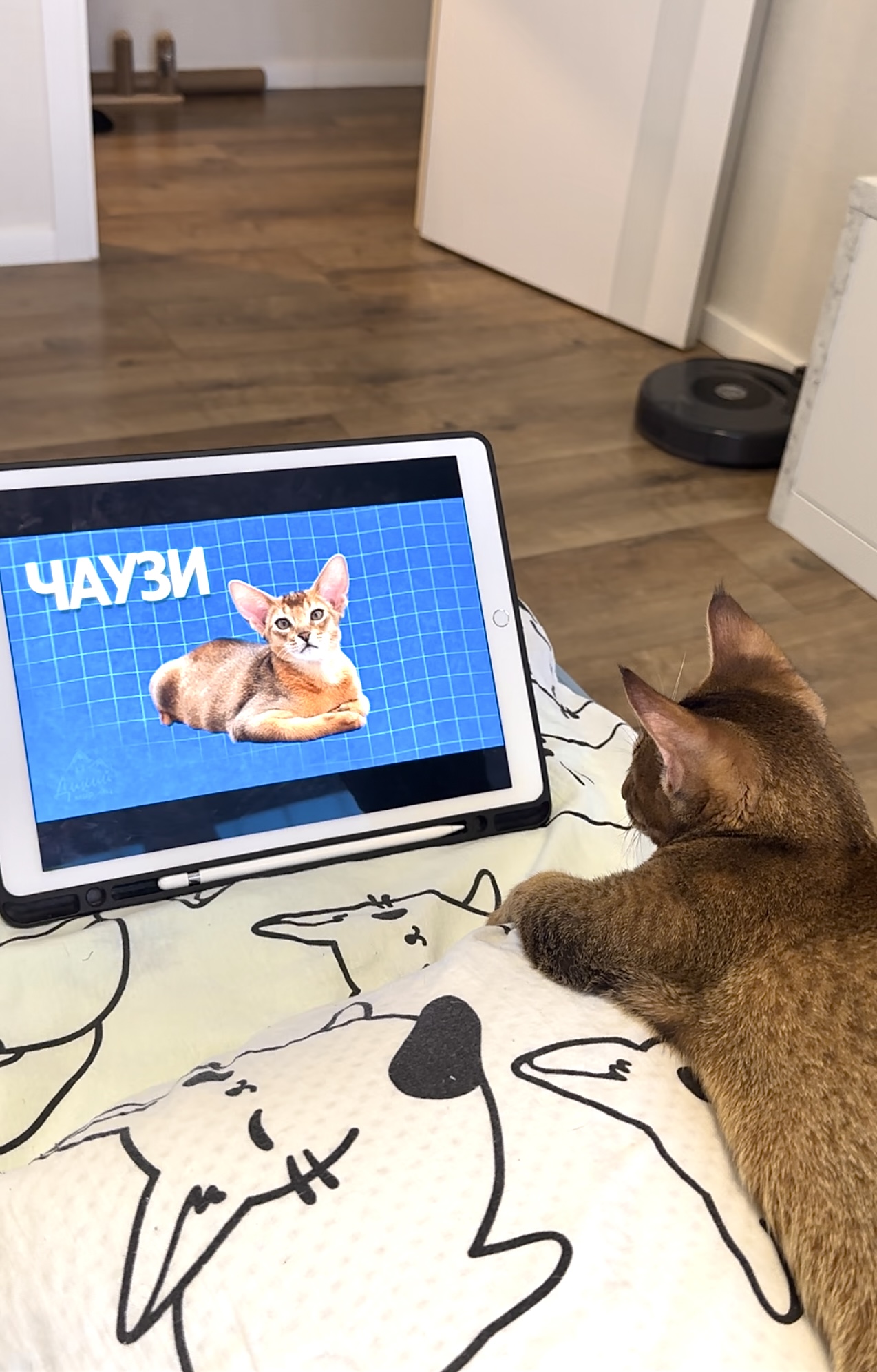 Чем занять кота? 🙂 котёнок чаузи смотрит фильмы про кошек на ipad