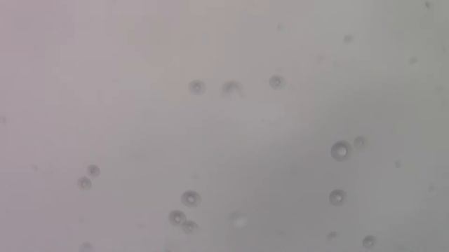 Приехал на обед что бы погонять голубей 06 11 2020 года