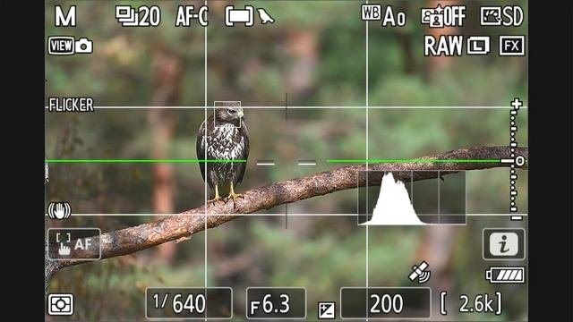 Nikon Z9 Firmware 4.10 Testing with Nikon 180-600 mm. Game Changer for Bird Photography?