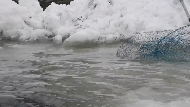 Зарыбление пруда в Степановке - 2016 год ч.8