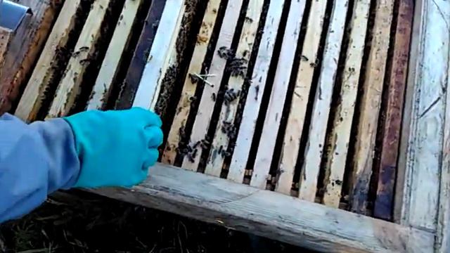 Делаем отводок 28 мая 2015