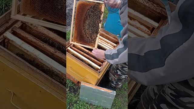Осмотр на 30.04.22 Что с кормами, наличие матки , расплода