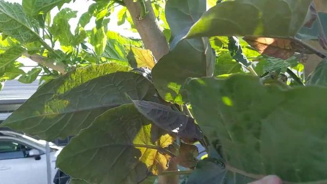 #exotictree #citrus # Зацветает наше томатное дерево Tamarillo is blooming