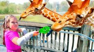 Maya feeds giraffes at the zoo