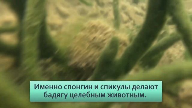 Бадяга Разрыв шаблона Это животное, а не растение Но почему не двигается