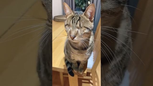 КОТ БЕЗ ГЛАЗ?