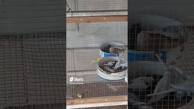 Птенцы волнистых попугаев 🦜🦜🦜 #birds#budgies#reels#shortsvideo#shorts#волнистикволнистыйпопугайч