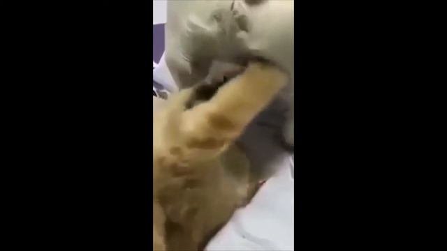 В мире животных
