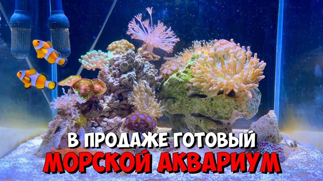 Продам готовый морской аквариум | Отправка в регионы